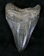 Black Megalodon Tooth - South Carolina #21254-1